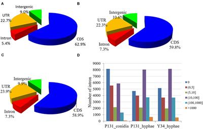 Transcriptional Landscapes of Long Non-coding RNAs and Alternative Splicing in Pyricularia oryzae Revealed by RNA-Seq